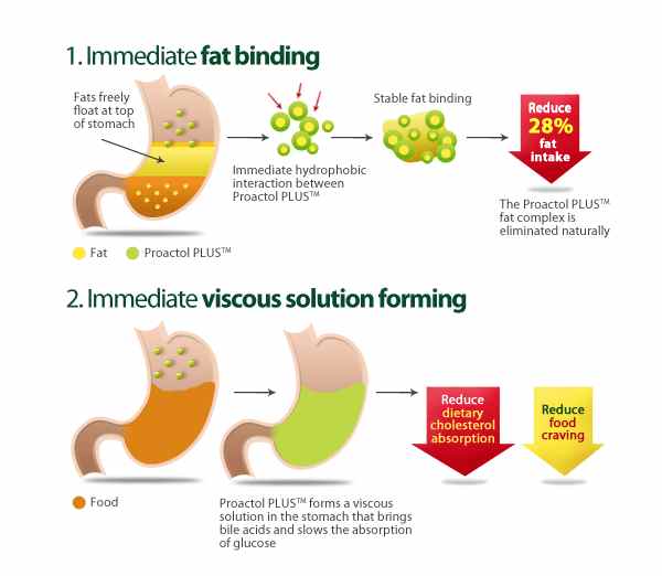 How Does Proactol Plus Work